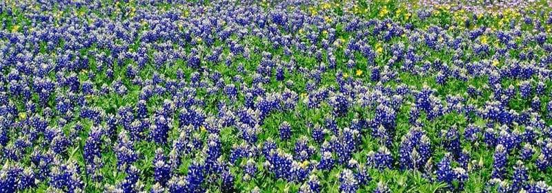 Field of blue wildflowers