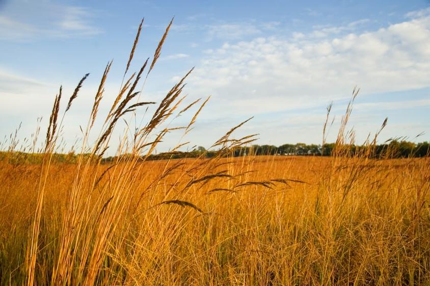 Big Four Native Grass Mix