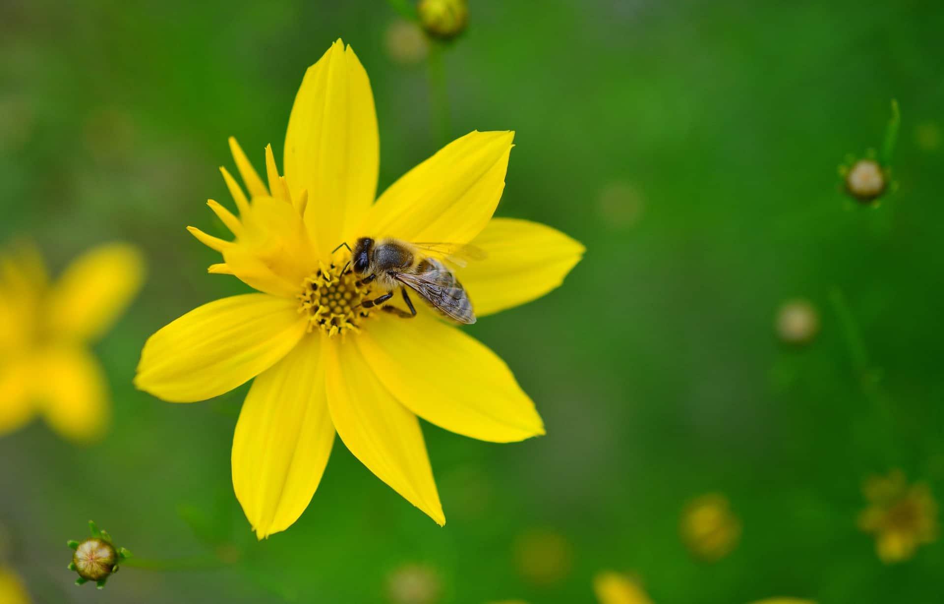 Bee pollinating yellow flower